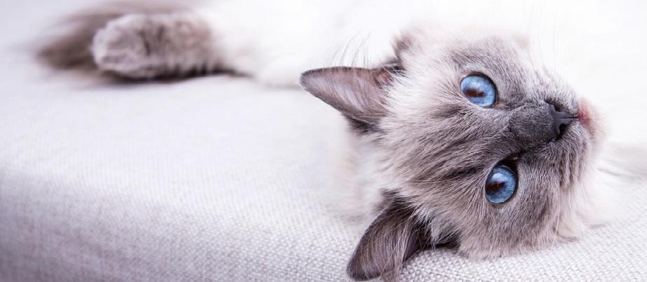 Symvoules Gia Katoikidia