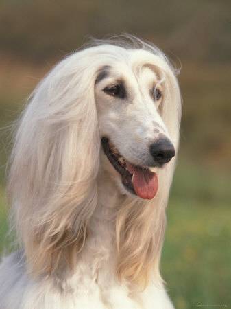 Afghan Hound1
