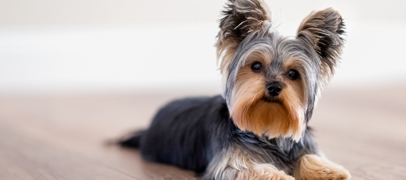 Yorkshire Terrier Gia Spiti Koutavakia